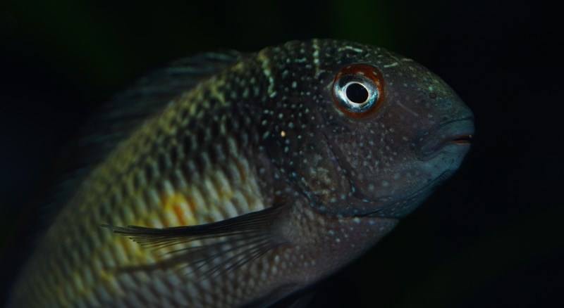 Tropheus moorii 'Kalambo Lodge'